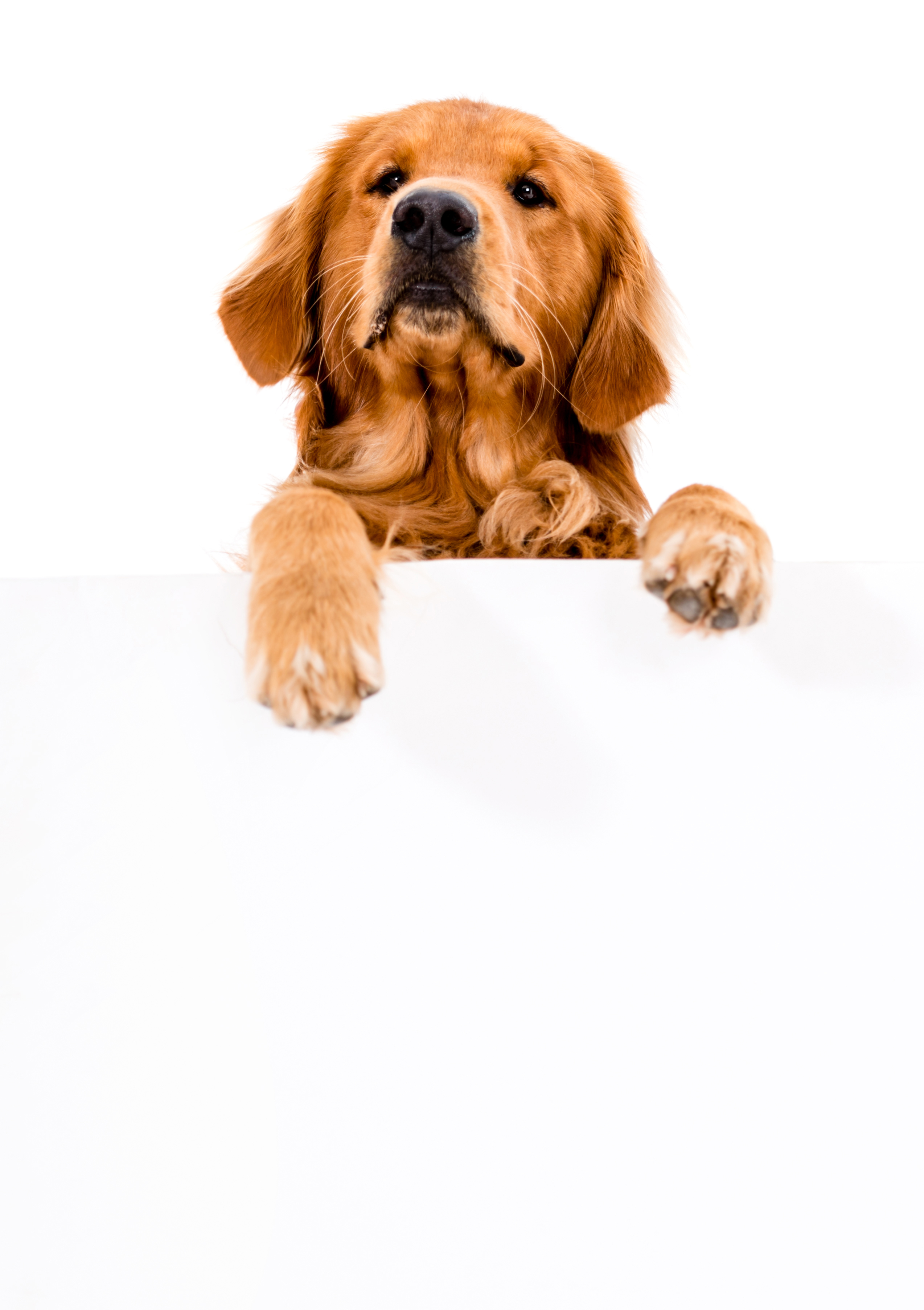 shutterstock_156463952